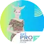 RRI Pro 2 - Atambua