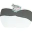 Logo P42/The Whale And The Frog