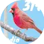 Logo 314 Bird Radio
