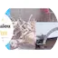 Logo Radio Goulou