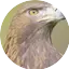 Logo Aguila Real