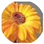 Logo irasemacontigo