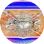 Logo Radio Pentecostal La Armadura De Dios