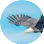 Logo Nimdie Radio