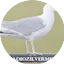Logo Radio Zilvermeeuw