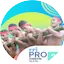 Logo RRI Pro 2 Ambon