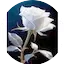 Logo Mubariz Radio