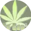 Logo Yes We Cannabis