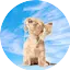 Logo Music Mixter Master