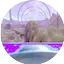 Ambient Art Foundation