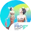 RRI Pro 2 - Kupang