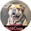 Logo BritCom 4 - Pumpkin FM