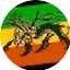 Radio Jahfari