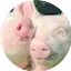 Logo Schlagerschweinchen