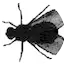 Logo FlyFlew