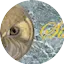 Logo Sixtus