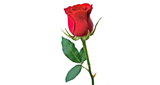 Logo Rondallas y Romance