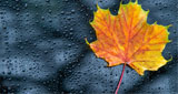 Logo Nature Radio Rain