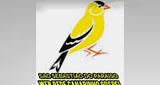 Logo Web Rede Canarinho Gospel
