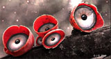 Logo Metalhead