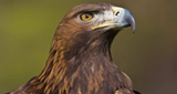 Logo Aguila Real