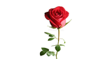 Logo True Love Radio Sneh