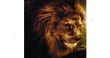 Logo Solace Radio