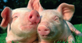 Logo Schlagerschweinchen