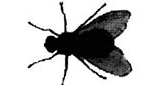 Logo FlyFlew