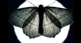 Logo Nachtfalter