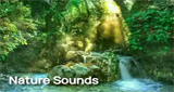 Logo Radio Art - Nature